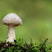 Clouded Agaric and Harvestman 